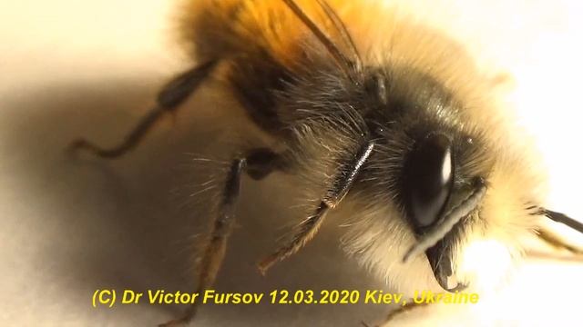 Чем Отличается Удивительная Одиночная Пчела Листорез