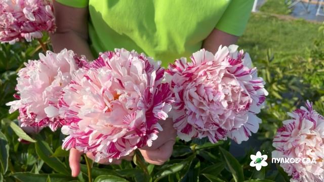 Independence Day Peony. Индипенденс Дэй пион. Пулков сад (2025 г.)