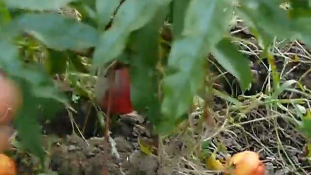 Сорт персика Крымская осень. смотреть онлайн