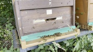 Пчела Бакфаст: вся правда без прикрас!