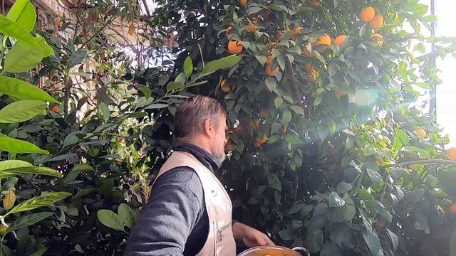 Новогодний апельсин смотреть онлайн