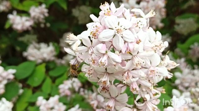 Лунная роза#дейция#вайгела., 🌼Удивительные кусты на д смотреть онлайн