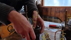 как размножить  кудрявую иву Матсудана 💯  процентов р