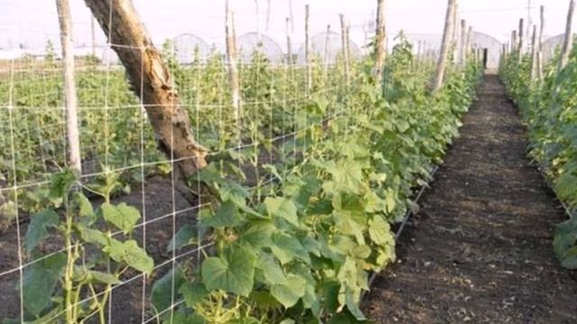 Увеличиваем урожайность огурцов в несколько раз!!!