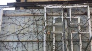 Роза Чиппендейл(Chippendale )💖обрезка✂️