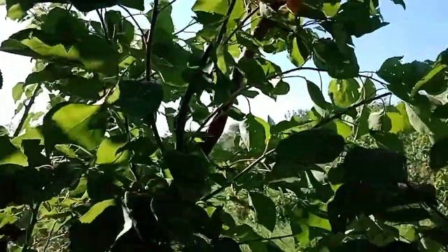 Прививки в крону:результат......