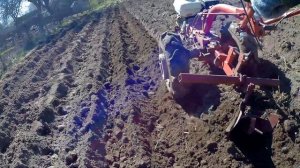 Посадка картофеля мотоблоком под окучник