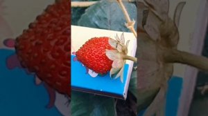 Первые ягодки ремонтантной клубники, сорт Шарлотта в ?