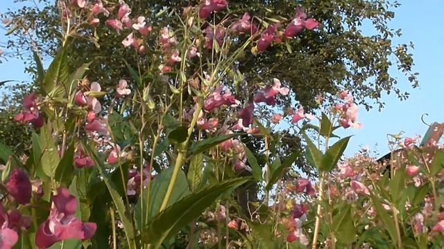 Застенчивый бальзамин. Shy Impatiens. смотреть онлайн