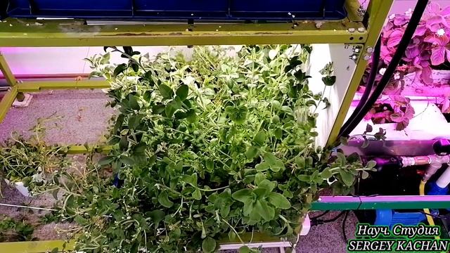 Как вырастить Стевию подсластитель, How to grow stevia смотреть онлайн