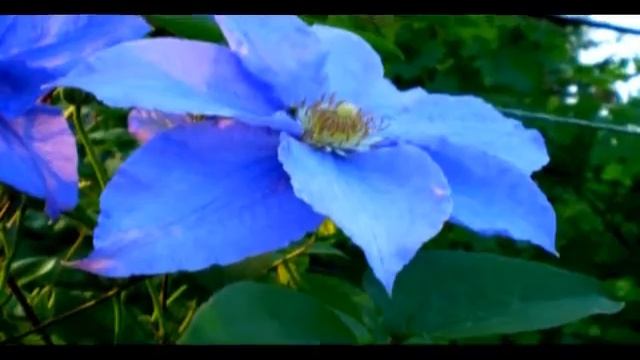 Телеканал "Усадьба" - Мастер-садовод [новый сезон] смотреть онлайн