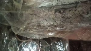 ЗИМНЕЕ ХРАНЕНИЕ ГОРТЕНЗИИ СБЕЖАВШАЯ НЕВЕСТА И ФРЕНЧ Б