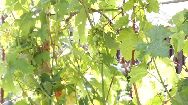 Мелкие ягоды на винограде, как избежать горошения