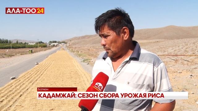 Какая урожайность риса в этом году? смотреть онлайн