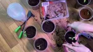 Спасаю вытянутую рассаду, лаванда, баклажаны, петуния.