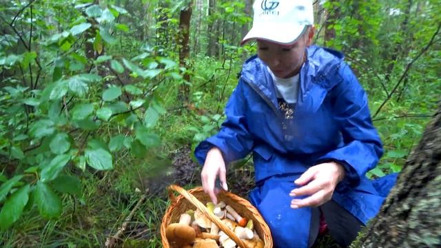 Белые Грибы После Дождей, Атаковали Лес. Грибники В ШО? смотреть онлайн
