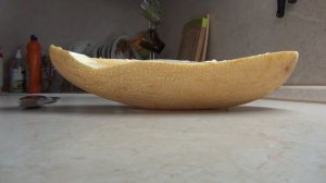 Дыня торпеда