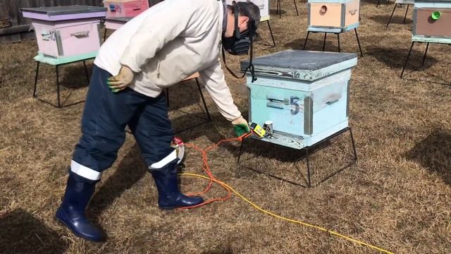 Весенняя обработка пчёл #pereborovobee от #варроа клеща щаве? смотреть онлайн