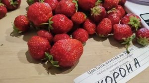 Корона - сорт клубники с непревзойденным вкусом и прос