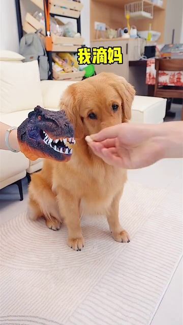 Как убедить питомца принять лекарство, лайфхак. смотреть онлайн