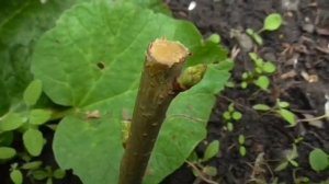 Результат прививки черешни весной черенком