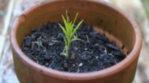 КАК вырастить нектарин из косточки. Инструкция по шаг?