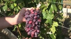 ГФ винограда  Казанова