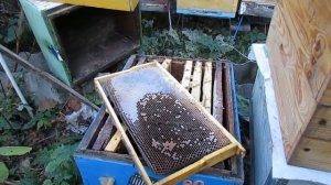 пропали пчелы из улья осенью - три варианта проблемы и