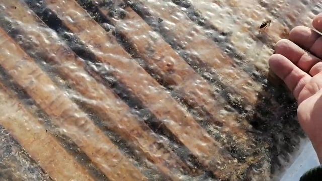 Зимовка бакфаста на северо - западе! смотреть онлайн