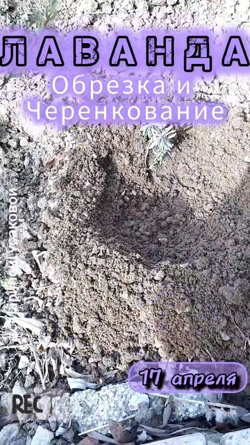 ЛАВАНДА. Правильная обрезка для пышного цветения. Вес? смотреть онлайн