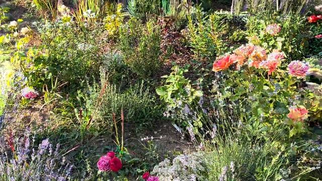 Разгар первой волны цветения. Молодой розовый сад. Кры