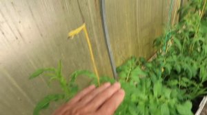 Как спасти погибающую рассаду томатов и заставить их ?