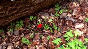 Какие грибы растут в апреле. Грибы Вешенки в лесу.