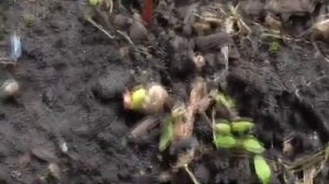 Как вырастить черешню из косточки?Мой опыт.