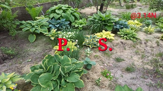 ☘️хоста Crusader#petrnovar #запорожье #hostas #хосты #справочник смотреть онлайн