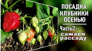 Как  сажать клубнику осенью ЧАСТЬ 2 . Сажаем клубнику на подготовленную грядку