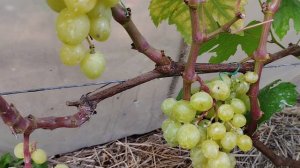 Виноград Джина и Оскар в Брянске