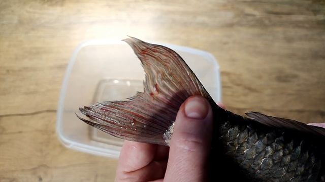 ЭТО СПАСЕТ ТЕБЕ ЖИЗНЬ! НЕМАТОДЫ В РЫБЕ. КАК ПРАВИЛЬНО О смотреть онлайн