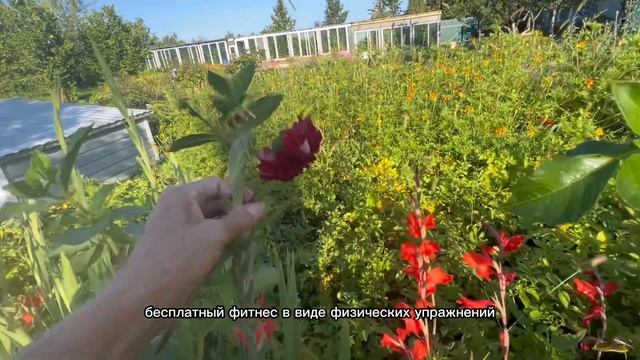 Видеопрогулка по деревенской усадьбе. Босиком - по рос