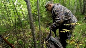 Пришло время сбора грибов прогулялся по тайге по гриб?