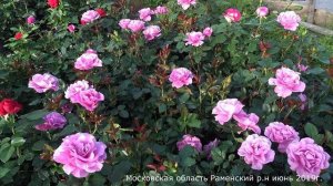 Обзор розы Блю Нил (Чайно гибридная)  Nil Bleu (Delbard1976)