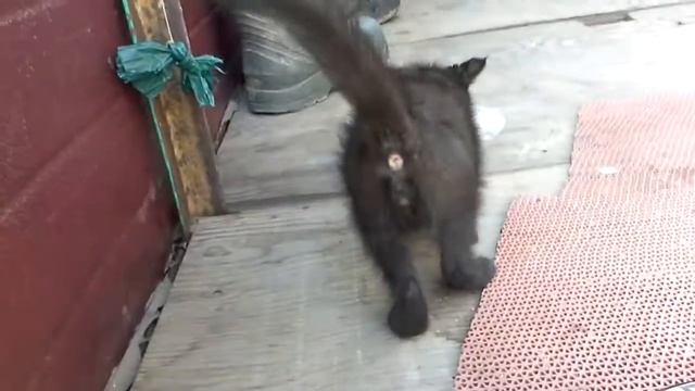 МИЛЫЙ КОТЁНОК С ДАЧИ смотреть онлайн