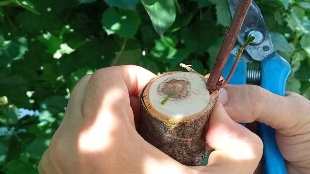 31 июля 2025 г. Прививка вишни летом за кору. смотреть онлайн