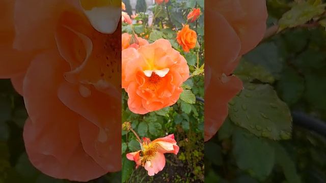 Распустились розы!красота!Барок,Спирит оф фридом,Вест смотреть онлайн