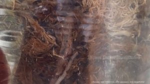 АНТУРИУМ СРОЧНОЕ СПАСЕНИЕ, даже гнилой антуриум вмиг ?