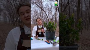 Размножение бересклета