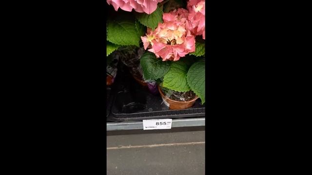 Гортензия в магазине Леруа Мерлен #shorts смотреть онлайн