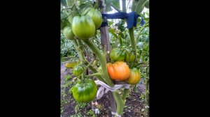 Высокоурожайный, вкусный и сладкий сорт томата Жирный