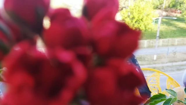 Мои цветы и птицы которых спасла и вылечила.🌺🕊🦅🌼?