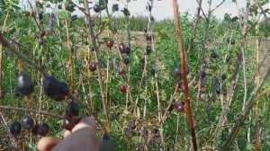 Обзор сорта крыжовника «Черномор»